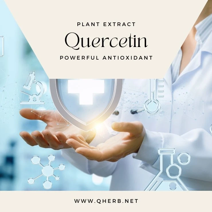 Unlocking the Benefits of Quercetin Powder: A Comprehensive Guide