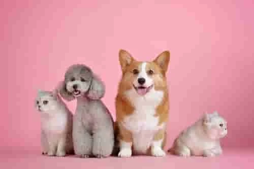 100% Purebred Chihuahua Puppies Available at Efficient Prices in Pune