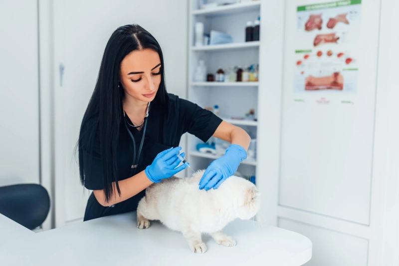 La Porte Veterinary Dermatology: Taking Care of Your Pet
