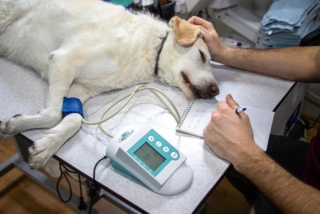 Veterinary Dental Equipment Market, Get Market Research, Business Risk & Industry Analysis Reports 2027