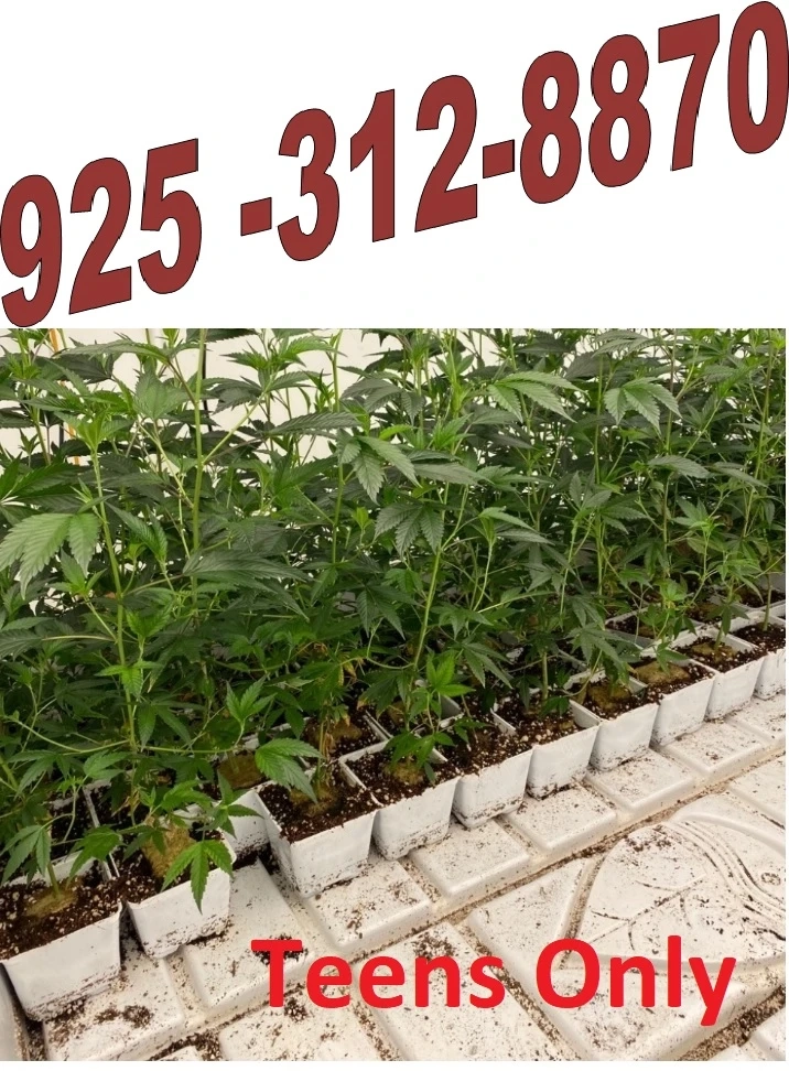 Top self Trop Cookie X Animal Cookies Teens in los angeles