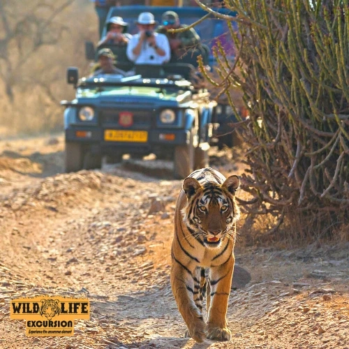 Experience the Thrill of the Wild: A Guide to Ranthambore Safari Booking