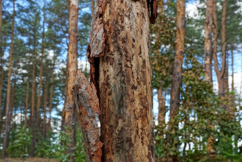 Effective Pine Bark Beetle Treatment for Spring, TX Homeowners