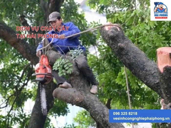 5 lý do bạn nên chọn HoangHuyClean thay vì tự chặt cây tại nhà