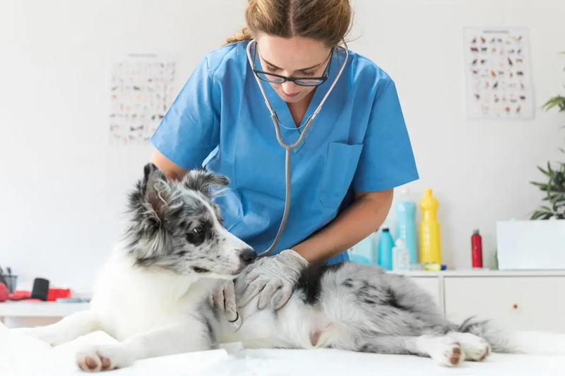 A Holistic Approach to Pet Care: Oberon Veterinary's Utilization of Biofeedback and Bioresonance Technology in Camas, WA