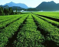 Agricultural Pesticides Market 2021 Size, Status And Business Outlook | GET FLAT 20% OFF ON THIS