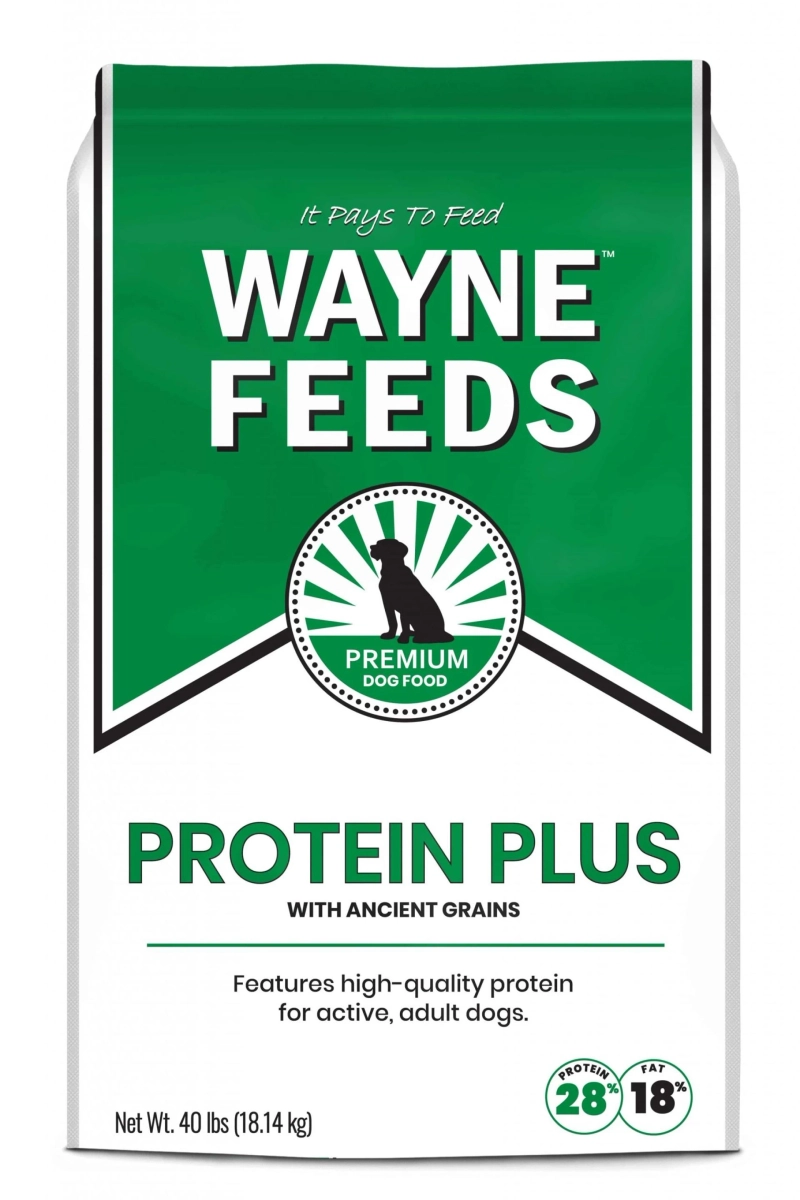 What Is High Protein Dog Food And What Are The Benefits For My Dog?