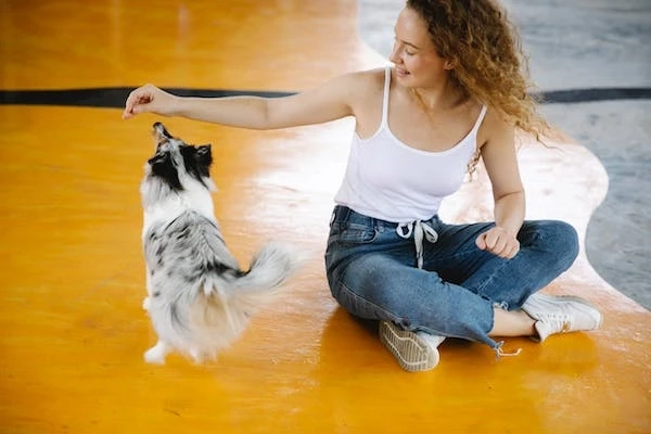 What is the best dog training method?