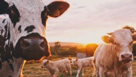 Signs Of Sickness In Cows