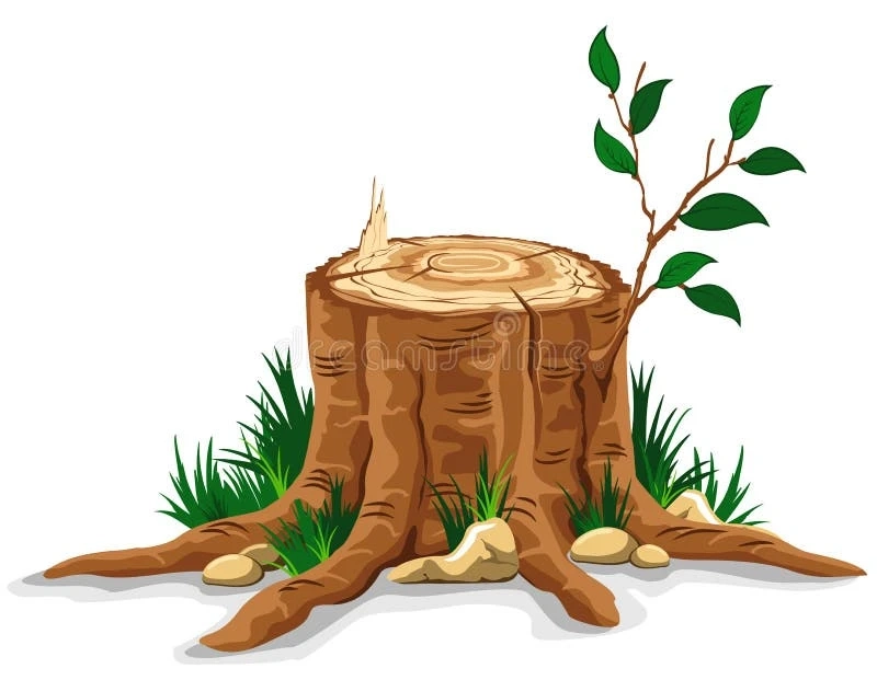 5 Benefits Of Stump Removal