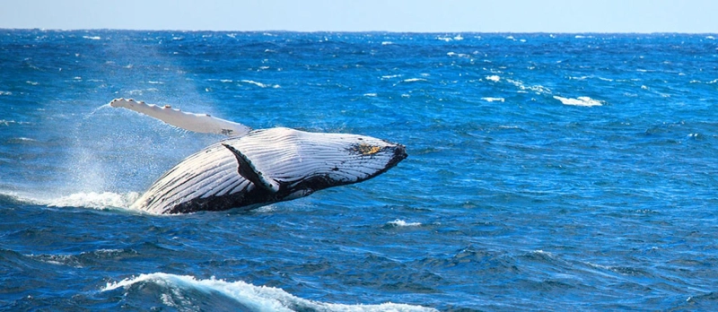 Spotlight on Whales: What to Watch for in Nelson Bay, Port Stephens