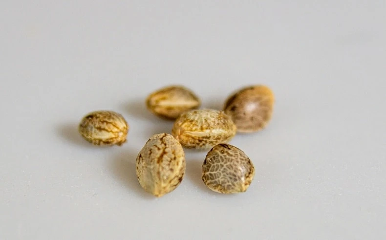 How to Choose the Right Cannabis Seeds for Your Growing Environment?