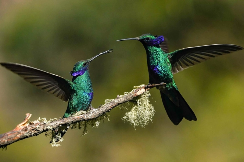 Mammal Clay Lick: A Hidden Amazonian Wonder