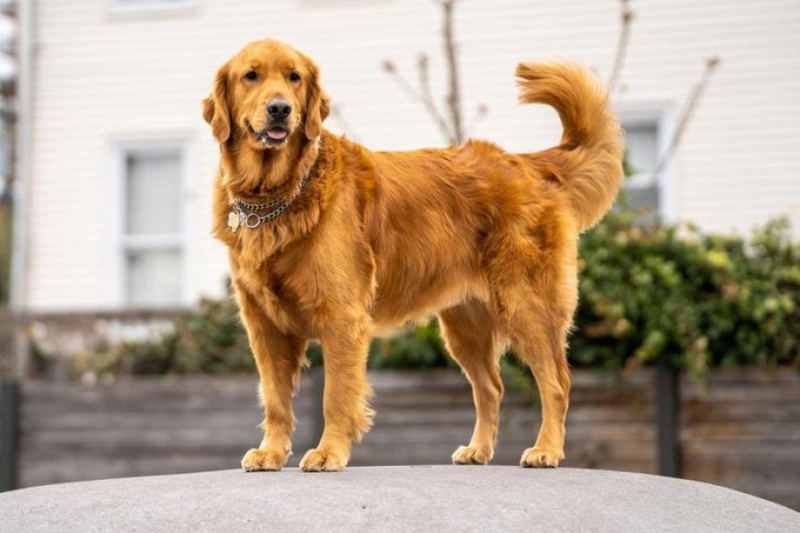 The Art of Dog Grooming: DapperDogs' Expertise in Keeping Your Canine Companion Well-Groomed
