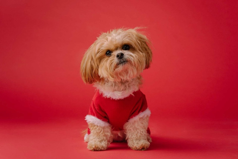 Uncovering The Mystical Origins: Is Shih Tzu a Lucky Dog?