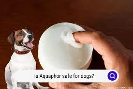 Can I Put Aquaphor on My Dog? Understanding the Uses and Risks