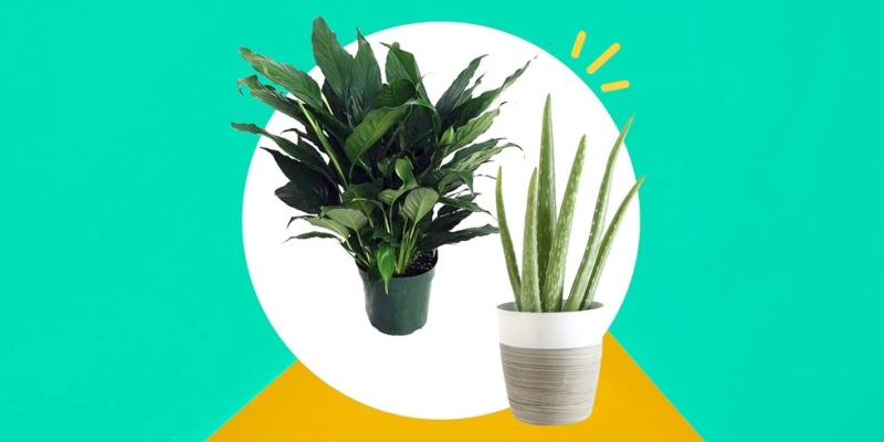 Must have indoor plants For Your Home | Decor La Rouge | Interior Design Agency