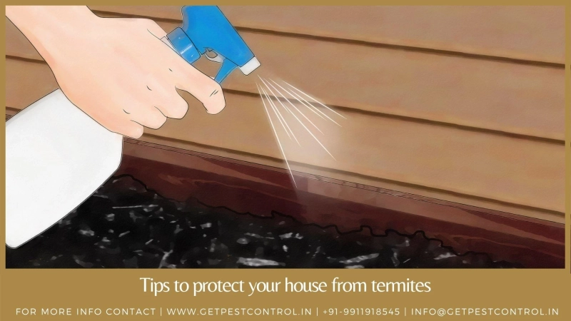 Tips to protect your house from termites