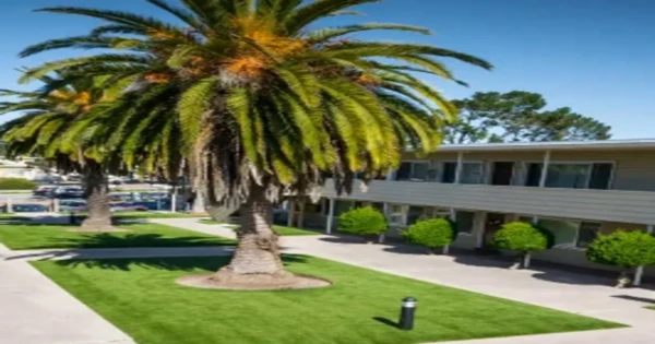 Premium vs Budget Artificial Turf: How Much Should You Spend?