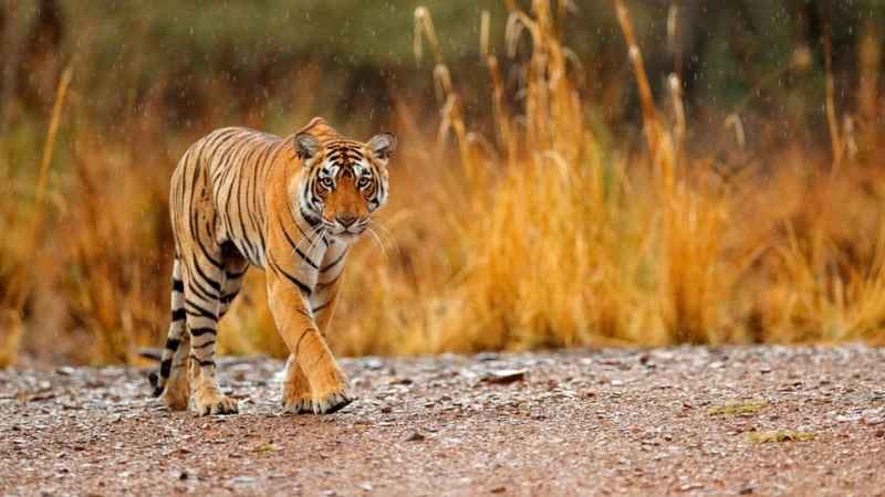 Séjours à la découverte de la faune sauvage en Inde