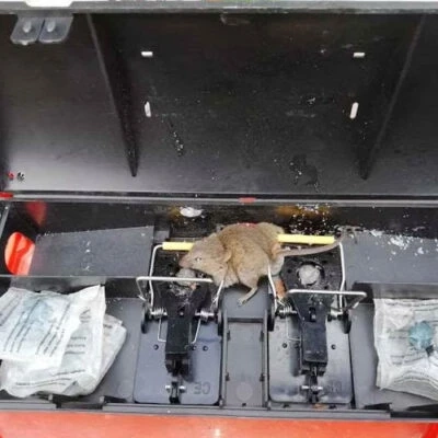 Effective Pest Control Services in East Ayrshire and Surrounding Areas