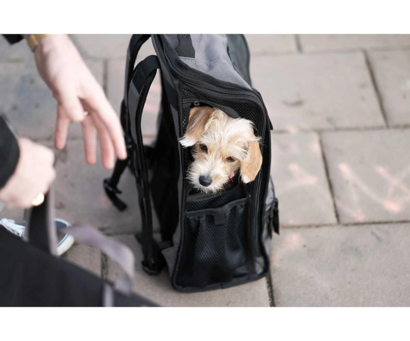 Get All The Necessary Essentials For Travelling With Your Corgi