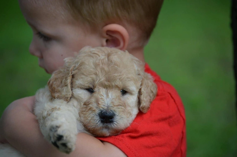 Preparing Your New Doodle Puppy For Their First Road Trip