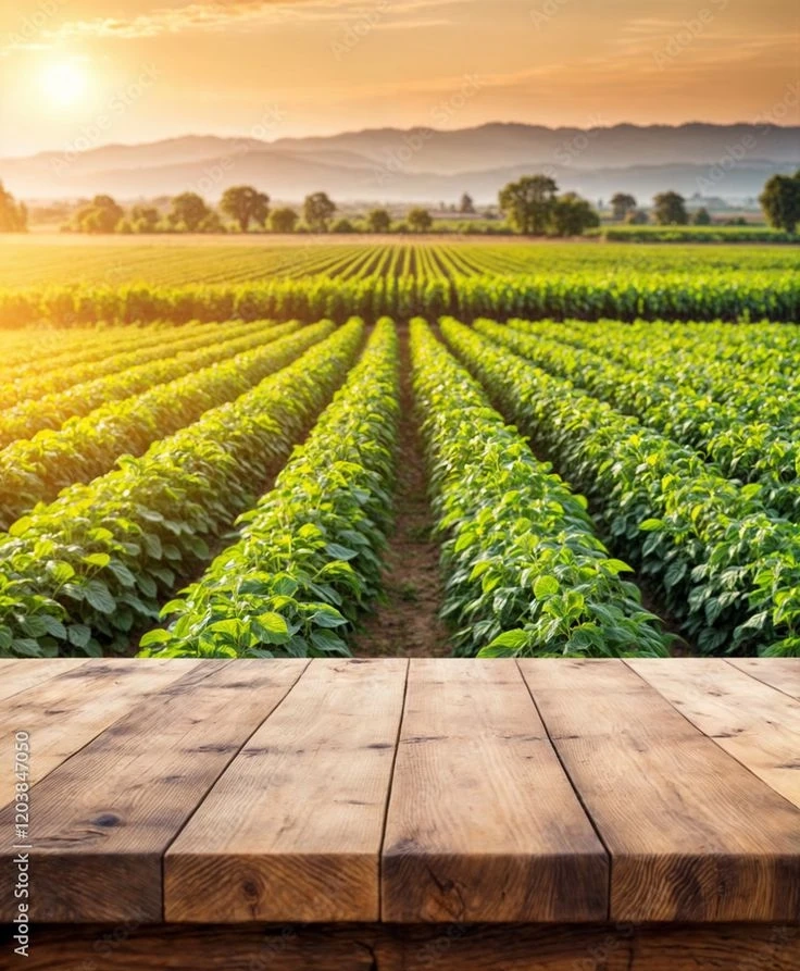 The Advantages of Hosachiguru Managed Farmland for Long-Term Investors