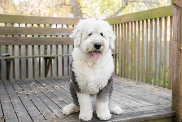 Grooming Your Old English Sheepdog