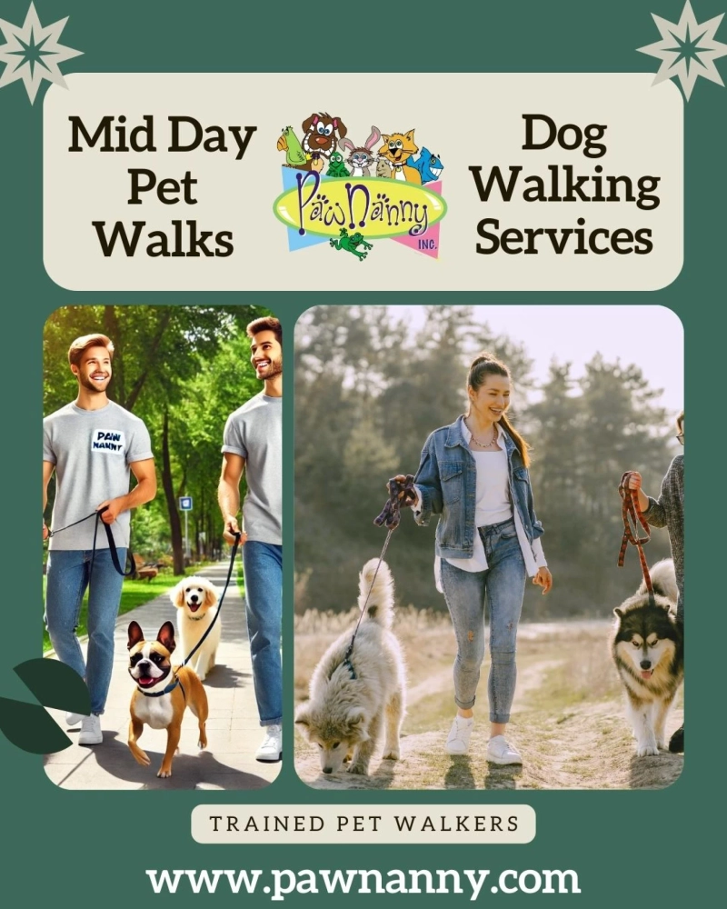 How Midday Walks Boost Your Dog's Mood: The Complete Guide.