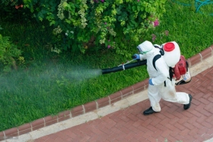 Remove Dead Animals From Your Backyard and Yard in No Time