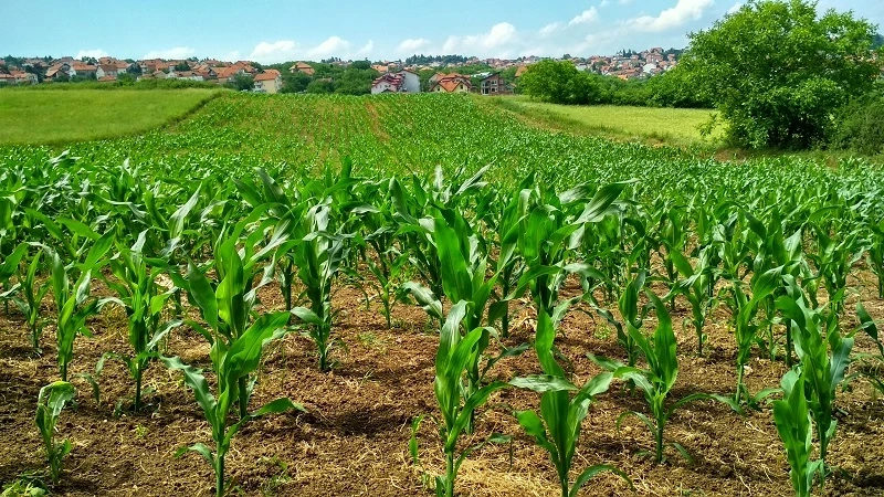 Building a Sustainable Future: Improving Indian Agriculture