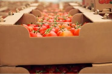 How Custom Agriculture Boxes Help Farmers and Brands Protect Their Produce