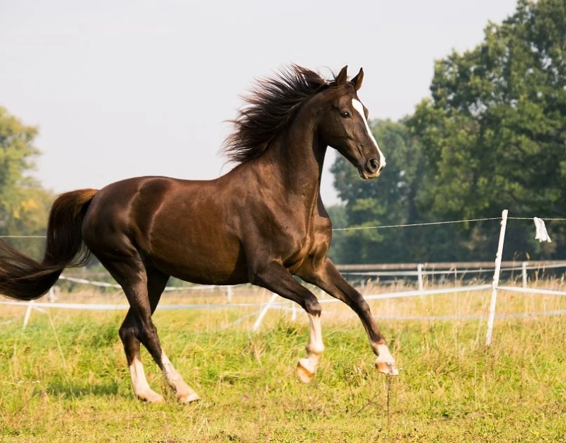 Boosting Equine Health With Horse Supplements and Joint Supplements