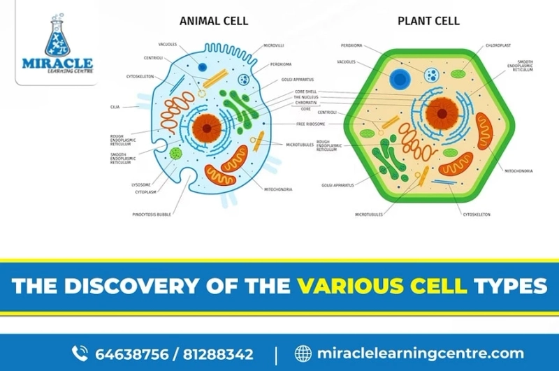 A Complete Guide to Cell Type Exploration