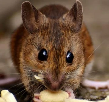 Rats As Pets