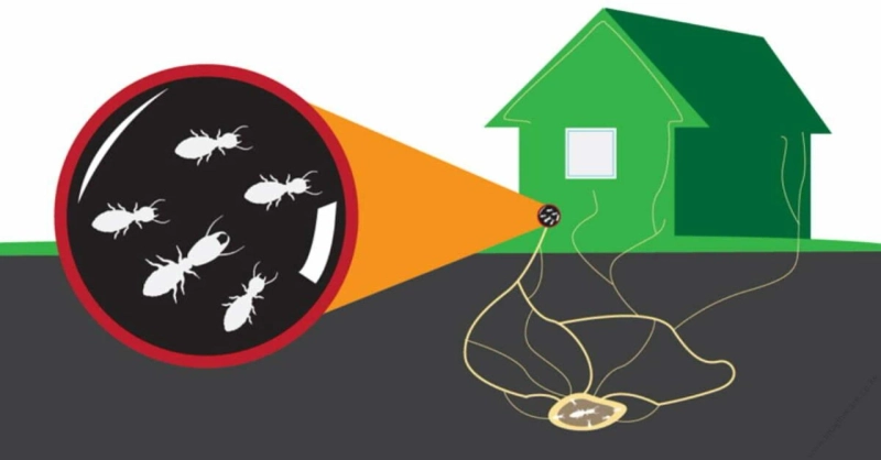 Effective Termite Control in Dubai