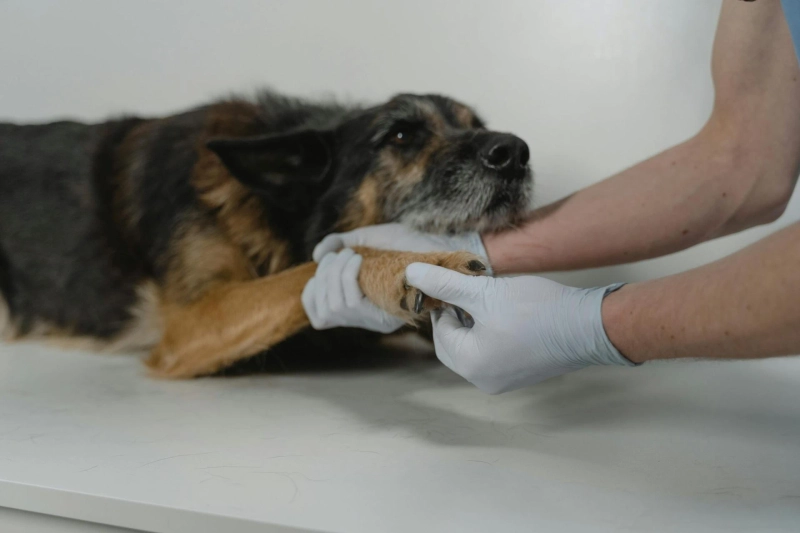 How Does Animal Chiropractic Care Differ From Regular Veterinary Treatment?