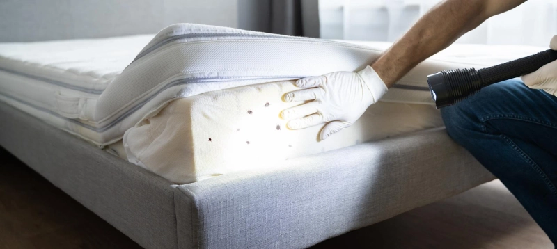 Can’t Sleep Because of Bed Bugs? Here’s How an Exterminator Can End Your Nightmare Fast