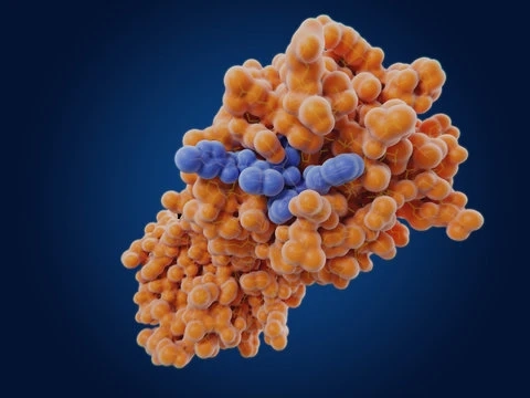 Enzymes Are Proteins That Promote Chemical Reactions Without Destroying Them
