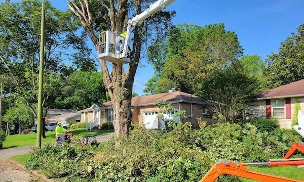 How Much of a Tree Can You Remove Before It Dies?