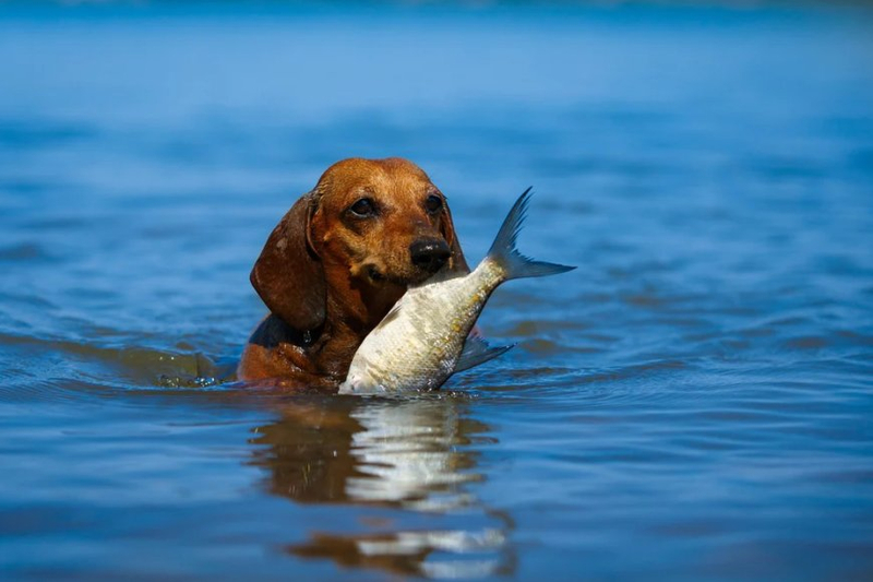 Fishing for Answers: The Benefits of Fish-Based Diets for Dogs