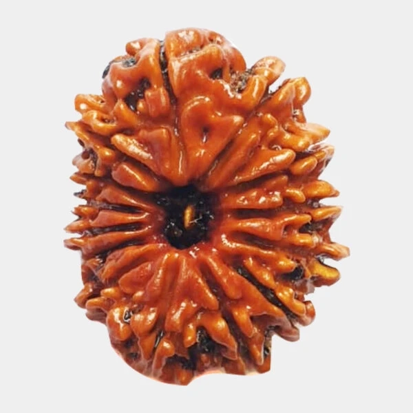 14 Mukhi Rudraksha - Introduction, Advantages, and Rituals