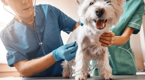 Pet Care Tip: Staying On Top Of Vet Visits