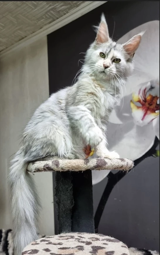 Maine coon Kittens For Sale
