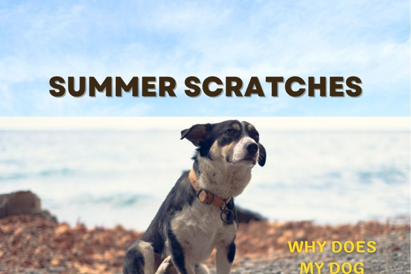 Summer Scratches: Why Does My Dog Itch More in Warm Weather?