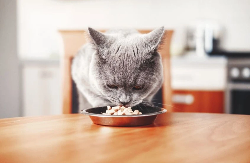 Unveiling the Purr-fection: A Comprehensive Review of Smalls Cat Food