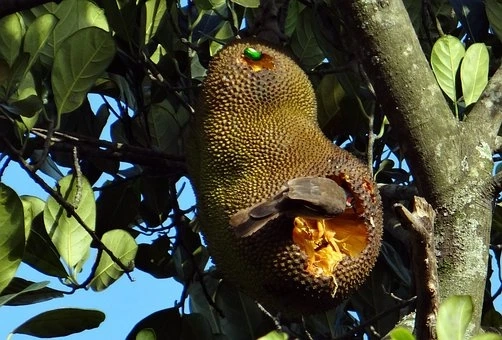 Jackfruit Market Size Advanced Technologies & Growth Opportunities in Global Industry By 2030