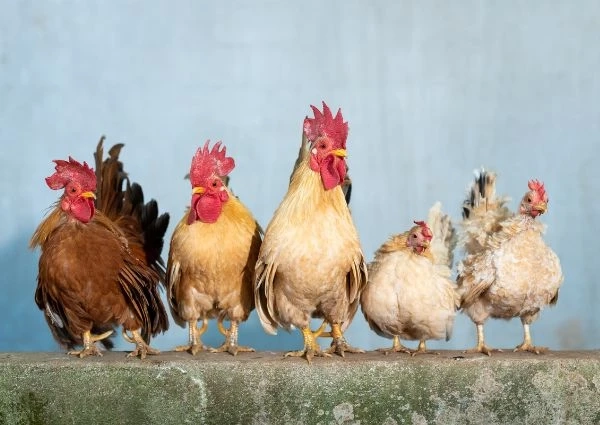 How Climate Change Is Affecting Poultry Health and What Medicine Can Do