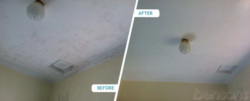 Understanding the Importance of Professional Mould Remediation